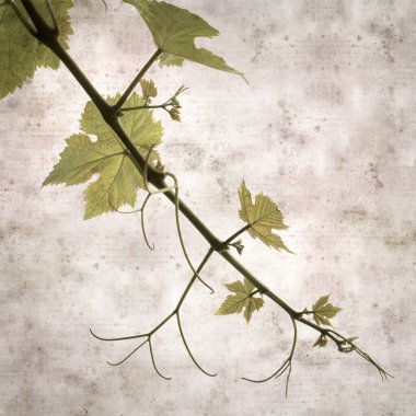 Asma bitkilerinde yeşil yay yaprakları olan eski moda kağıt kaplama kare. 