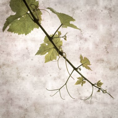 Asma bitkilerinde yeşil yay yaprakları olan eski moda kağıt kaplama kare. 