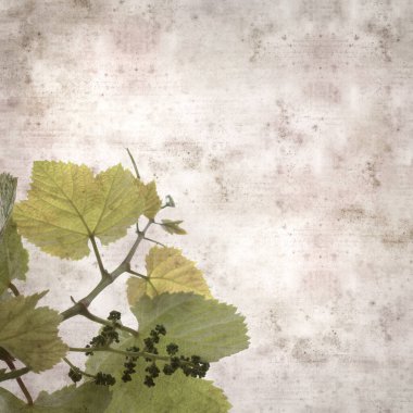 square stylish old textured paper background with green springs leaves on vine plants 