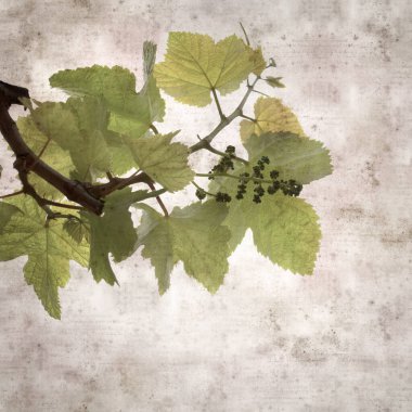 Asma bitkilerinde yeşil yay yaprakları olan eski moda kağıt kaplama kare. 