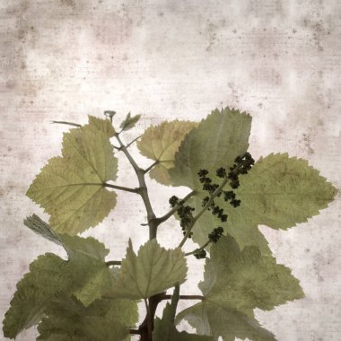 Asma bitkilerinde yeşil yay yaprakları olan eski moda kağıt kaplama kare. 