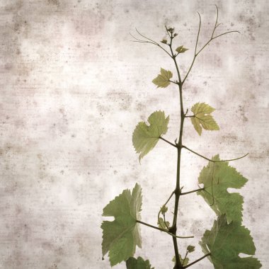 Asma bitkilerinde yeşil yay yaprakları olan eski moda kağıt kaplama kare. 