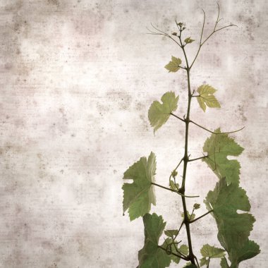 Asma bitkilerinde yeşil yay yaprakları olan eski moda kağıt kaplama kare. 