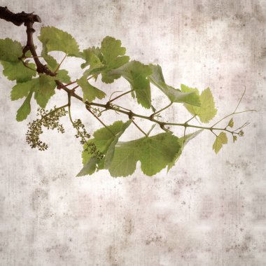 Asma bitkilerinde yeşil yay yaprakları olan eski moda kağıt kaplama kare. 