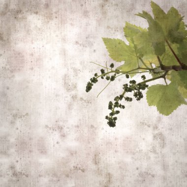 Asma bitkilerinde yeşil yay yaprakları olan eski moda kağıt kaplama kare. 