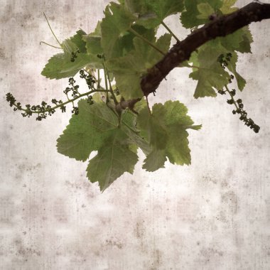 Asma bitkilerinde yeşil yay yaprakları olan eski moda kağıt kaplama kare. 