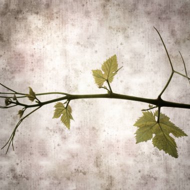 Asma bitkilerinde yeşil yay yaprakları olan eski moda kağıt kaplama kare. 