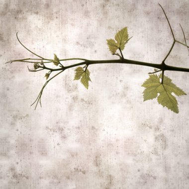 Asma bitkilerinde yeşil yay yaprakları olan eski moda kağıt kaplama kare. 