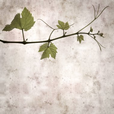 Asma bitkilerinde yeşil yay yaprakları olan eski moda kağıt kaplama kare. 