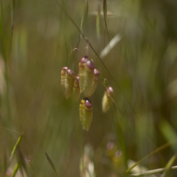 Flora Gran Canaria Briza Maxima Greater Quaking Grass Natural Macro — стоковое фото