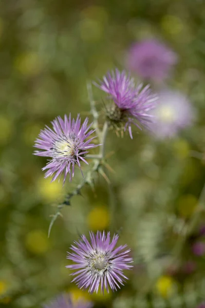 Flora Gran Canaria Galactites Tomentosa Natural Macro Floral Background — Stock Photo, Image