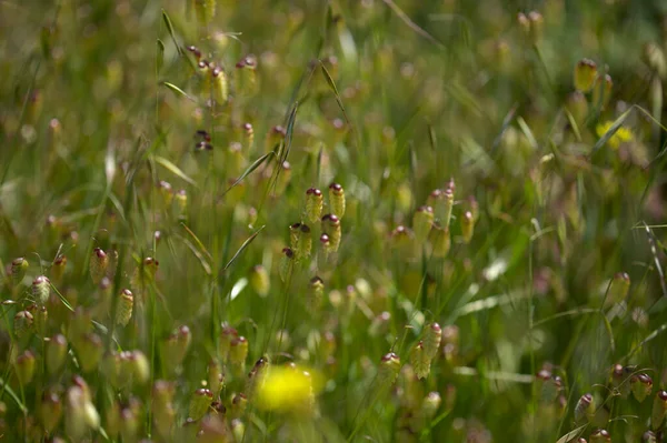 Flora Gran Canaria Briza Maxima Greater Quaking Grass Natural Macro — Fotografia de Stock