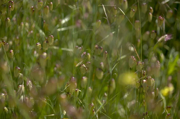 Flora Gran Canaria Briza Maxima Greater Quaking Grass Natural Macro — 스톡 사진