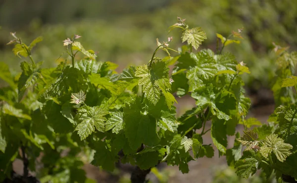 Viticulture Gran Canaria New Leaves Old Vines April — Stock fotografie