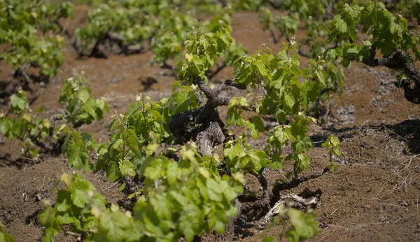 Viticulture Gran Canaria New Leaves Old Vines San Mateo Area — Stock fotografie