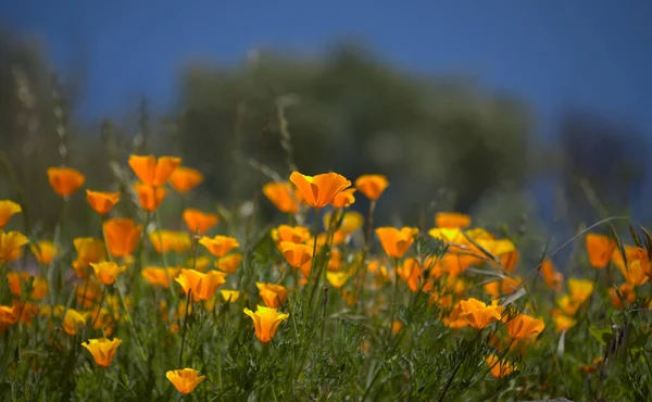 Flora Gran Canaria Eschscholzia Californica California Poppy Introduced Invasive Species — Stock Photo, Image