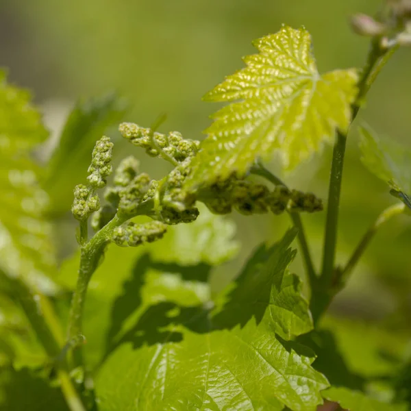 Viticultura Gran Canaria Folhas Novas Vinhas Velhas Abril — Fotografia de Stock