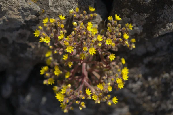 Flora Gran Canaria Aichryson Laxum Natural Macro Floral Background — Photo