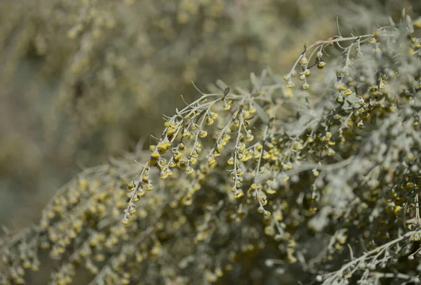 Flora Van Gran Canaria Artemisia Thuscula Lokaal Wierook Genoemd Vanwege — Stockfoto