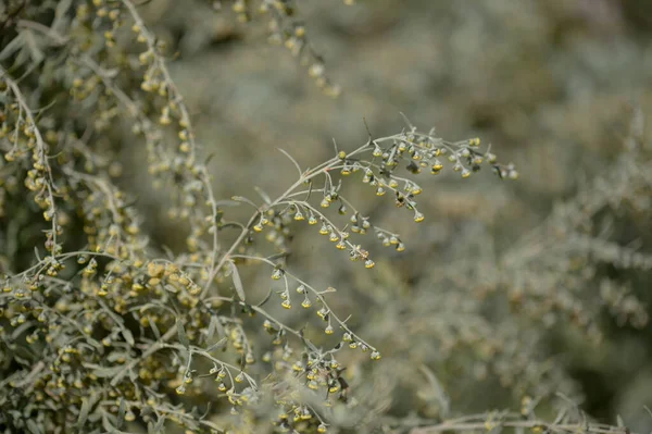 グラン カナリアの花 アルテミシア トゥスクアは 芳香族性が高く 天然のマクロ フローラル バックグラウンドがあるため 地元ではインセンスと呼ばれています — ストック写真