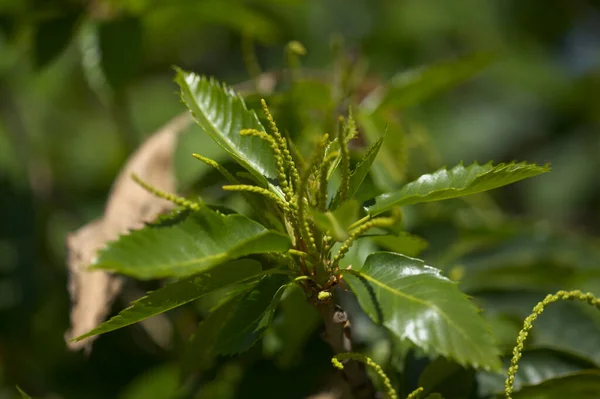 Flora Gran Canaria Castanea Sativa Castanheiro Doce Espécies Introduzidas Começa — Fotografia de Stock