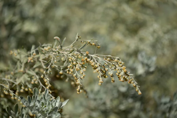 Flora Gran Canaria Artemisia Thuscula Місцева Назва Пахощі Через Високоароматичні — стокове фото
