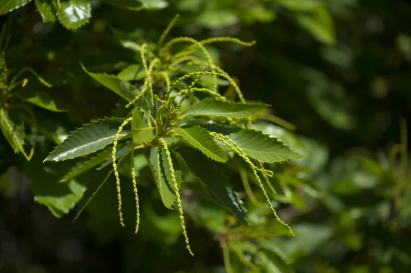 甜甜的栗子 甜栗子 引进的物种 开始开花 自然的背景 — 图库照片