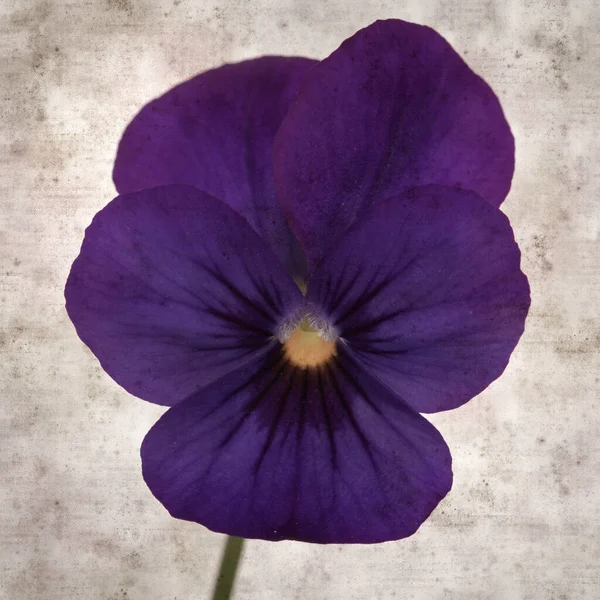 Square Stylish Old Textured Paper Background Dark Blue Pansy Flower — Stok fotoğraf