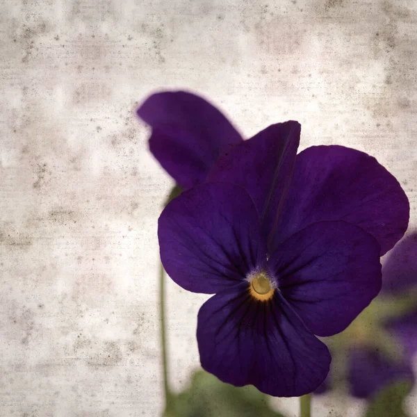 Square Stylish Old Textured Paper Background Dark Blue Pansy Flower — Photo