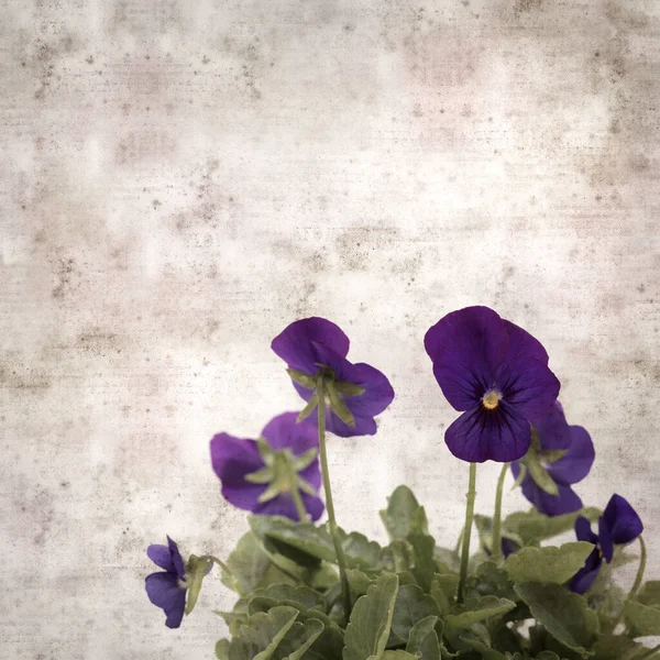 Square Stylish Old Textured Paper Background Dark Blue Pansy Flower — Fotografia de Stock