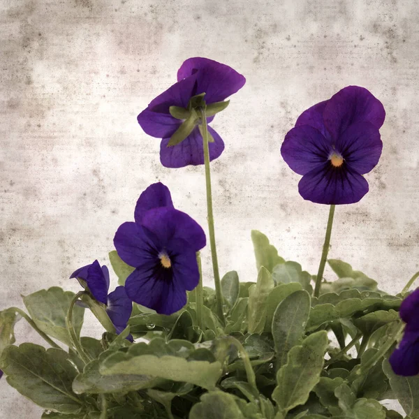 Cuadrado Elegante Viejo Texturizado Fondo Papel Con Flor Pantano Azul —  Fotos de Stock