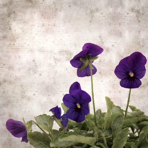 Square Stylish Old Textured Paper Background Dark Blue Pansy Flower — Photo