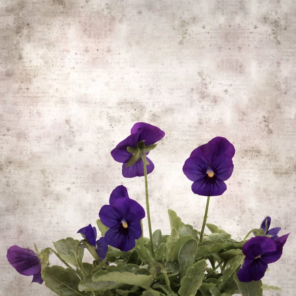 Kvadrat Elegant Gamla Texturerat Papper Bakgrund Med Mörkblå Pansy Blomma — Stockfoto