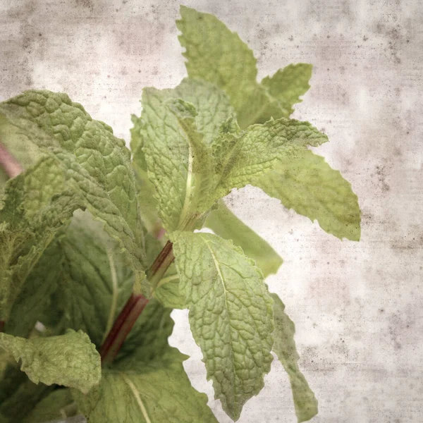ミントの緑の小枝と正方形のスタイリッシュな古い質感の紙の背景 — ストック写真