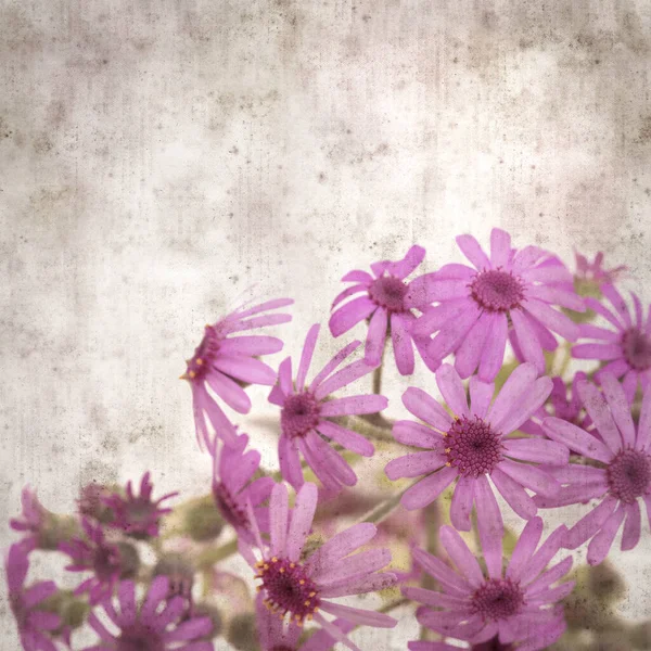 Quadratischer Stilvoller Alter Strukturierter Papierhintergrund Mit Magentafarbenen Blüten Von Pericallis — Stockfoto