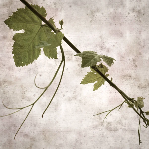 Square Stylish Old Textured Paper Background Green Springs Leaves Vine — Foto de Stock
