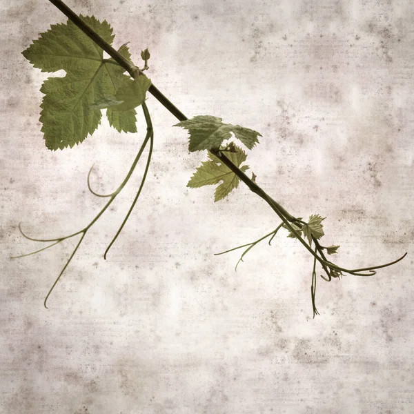 Asma bitkilerinde yeşil yay yaprakları olan eski moda kağıt kaplama kare. 