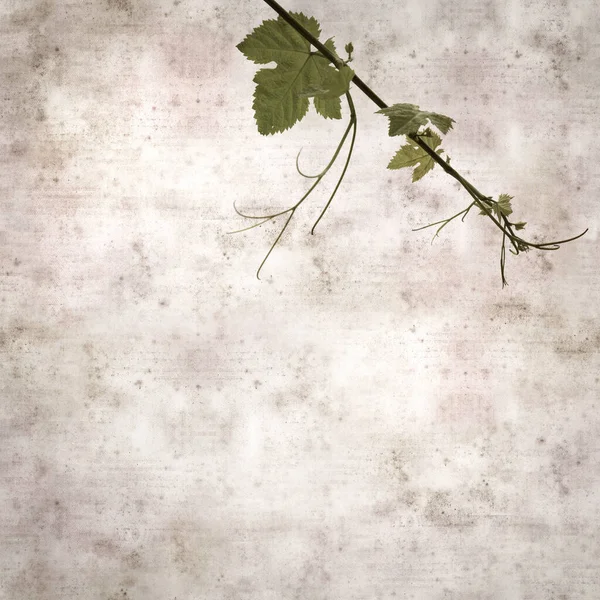 Square Stylish Old Textured Paper Background Green Springs Leaves Vine — Foto Stock