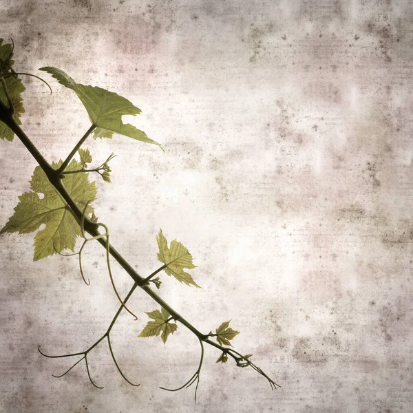 Square Stylish Old Textured Paper Background Green Springs Leaves Vine —  Fotos de Stock