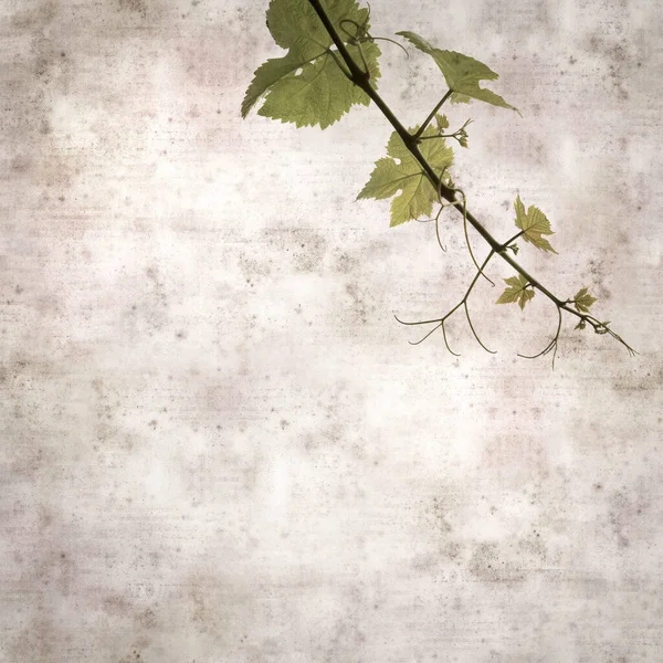 Square Stylish Old Textured Paper Background Green Springs Leaves Vine — Stok fotoğraf