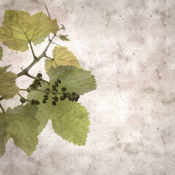 Square Stylish Old Textured Paper Background Green Springs Leaves Vine — Photo