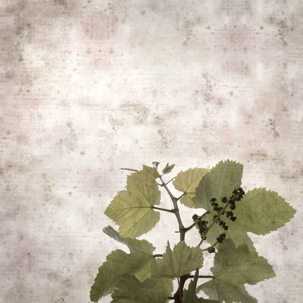 Asma bitkilerinde yeşil yay yaprakları olan eski moda kağıt kaplama kare. 