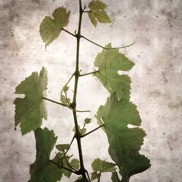 緑の春の葉を持つ正方形のスタイリッシュな古い質感の紙の背景つる植物 — ストック写真