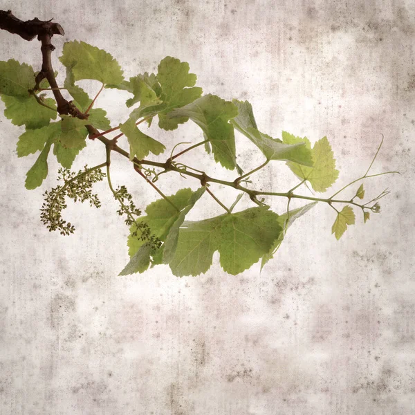 藤本植物上有绿色弹簧叶的方形老式纹理纸背景 — 图库照片