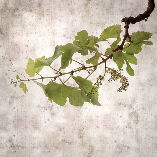 藤本植物上有绿色弹簧叶的方形老式纹理纸背景 — 图库照片