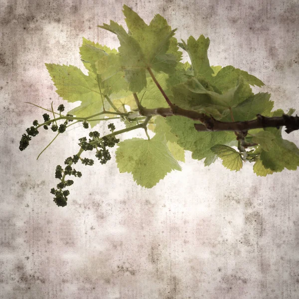 Square Stylish Old Textured Paper Background Green Springs Leaves Vine — Photo