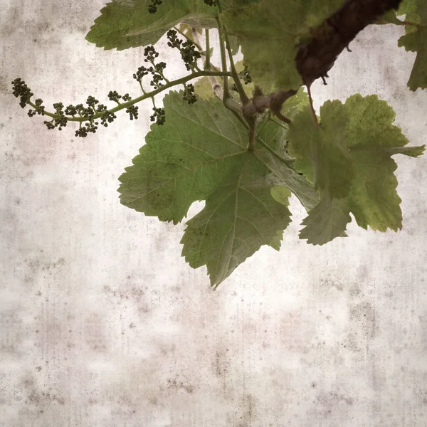 Square Stylish Old Textured Paper Background Green Springs Leaves Vine — Foto de Stock