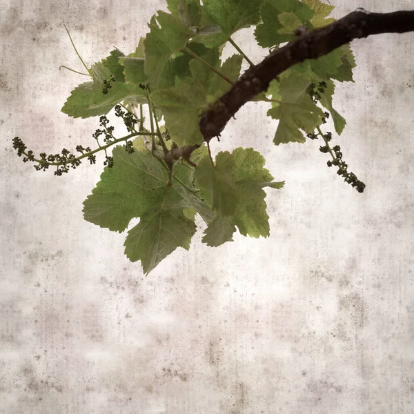 Square Stylish Old Textured Paper Background Green Springs Leaves Vine — Stok fotoğraf