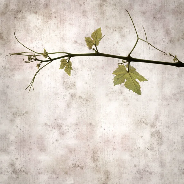 Square Stylish Old Textured Paper Background Green Springs Leaves Vine — Stok fotoğraf