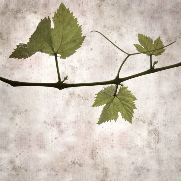 Asma bitkilerinde yeşil yay yaprakları olan eski moda kağıt kaplama kare. 